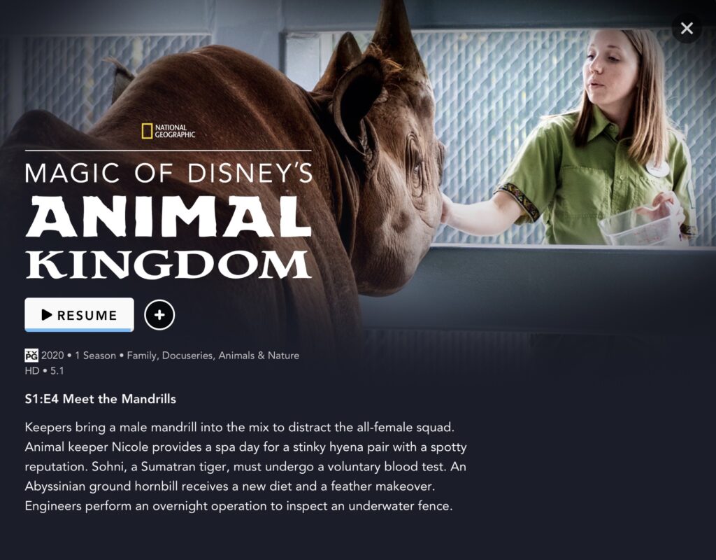 Magic Of Disney's Animal Kingdom Review – DisneywithIzzy